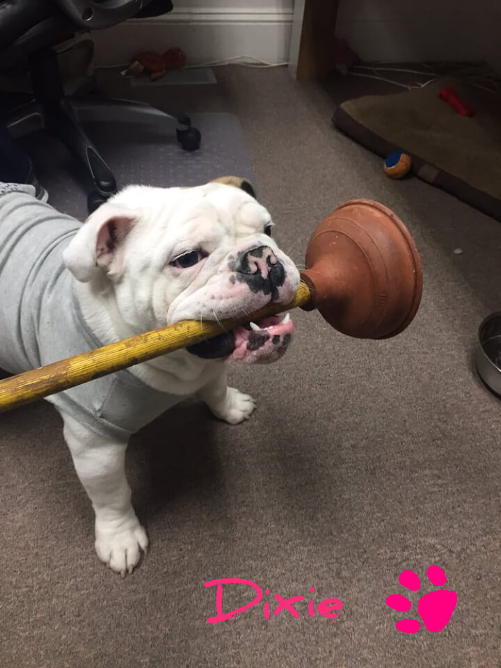 Rideout Plumbing bulldog mascot